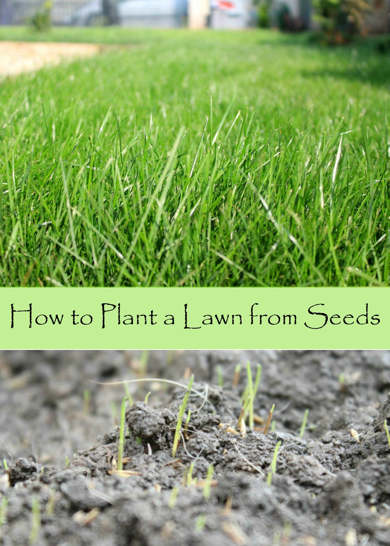 how to start grass from seed