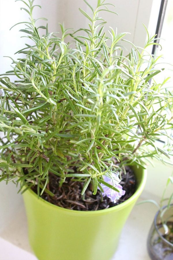 How to make rosemary infused oil - Easy Peasy Creative Ideas