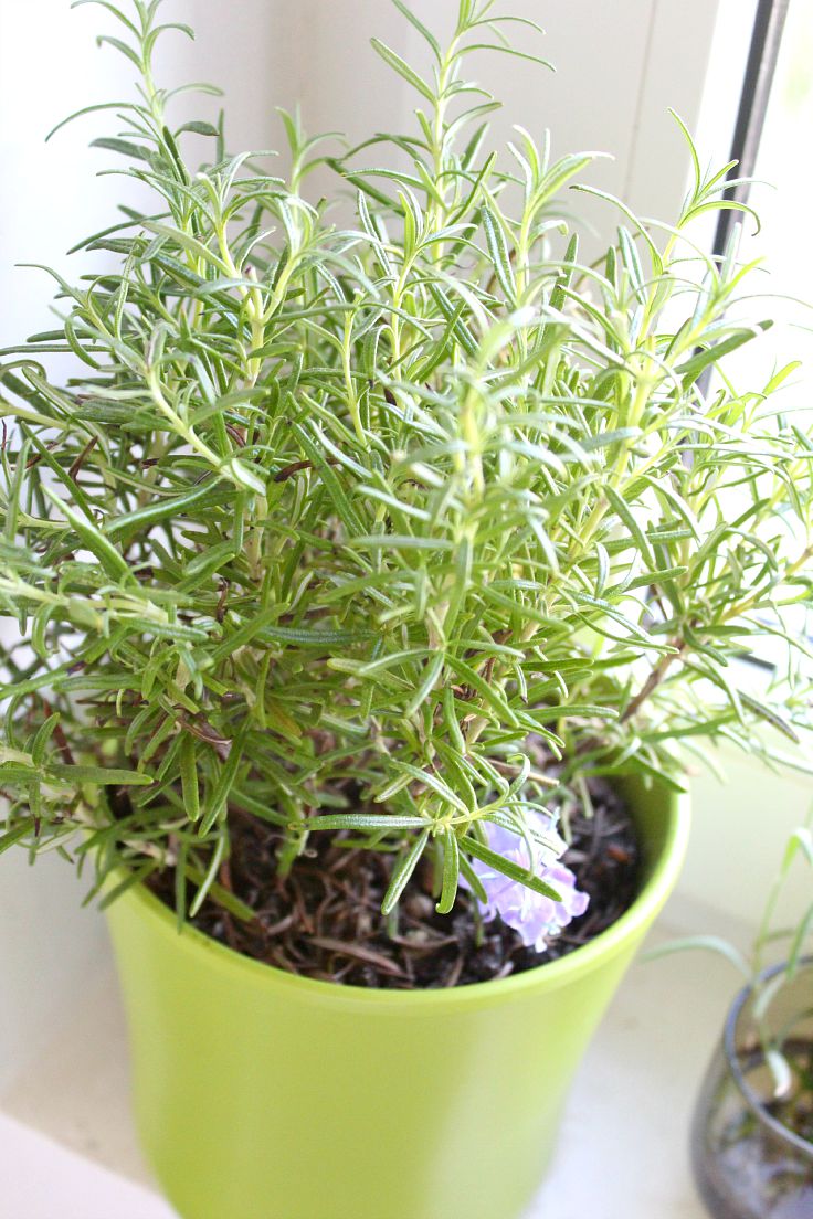 How to make rosemary infused oil