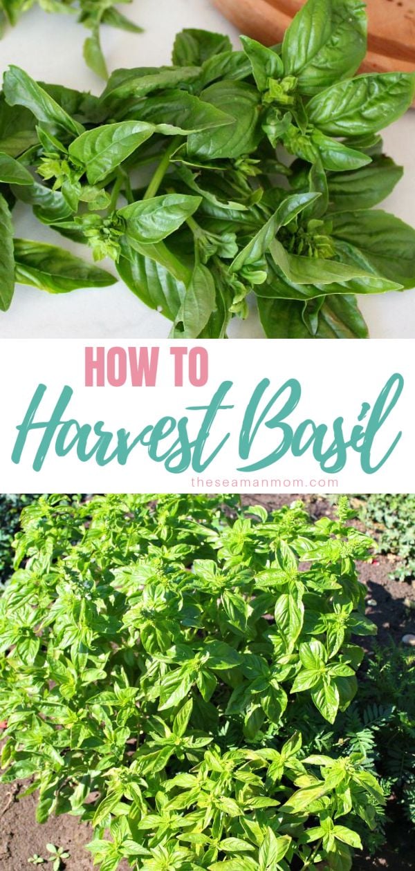 How to harvest basil