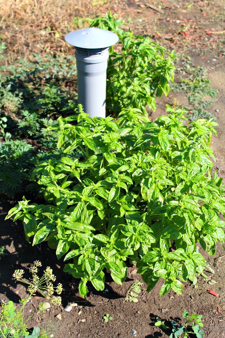 Picking basil