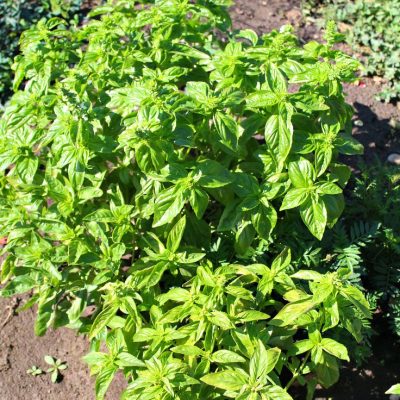 Gardening tips for harvesting basil
