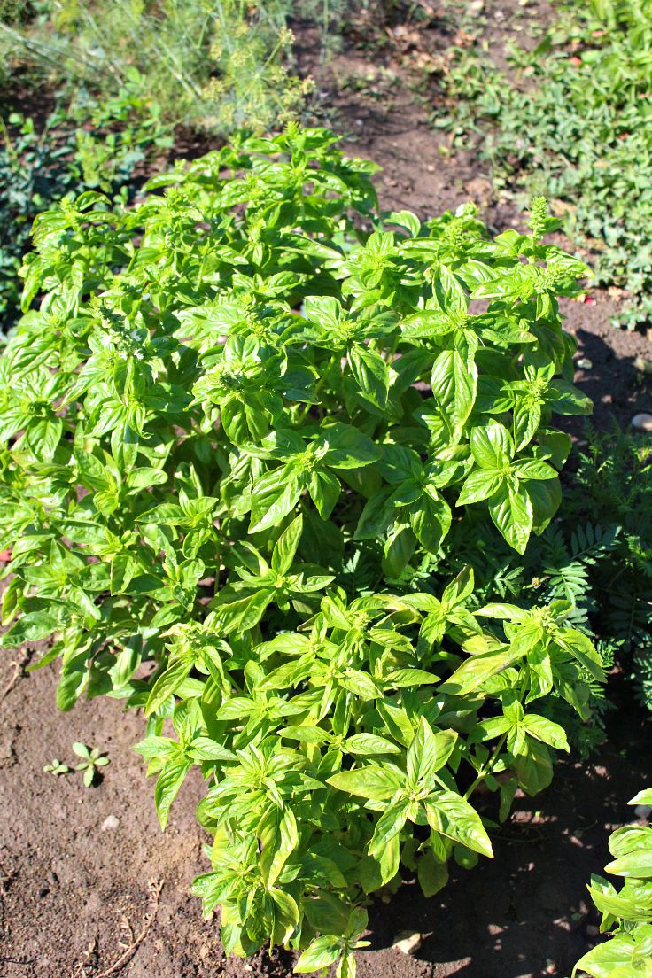 Gardening tips for harvesting basil