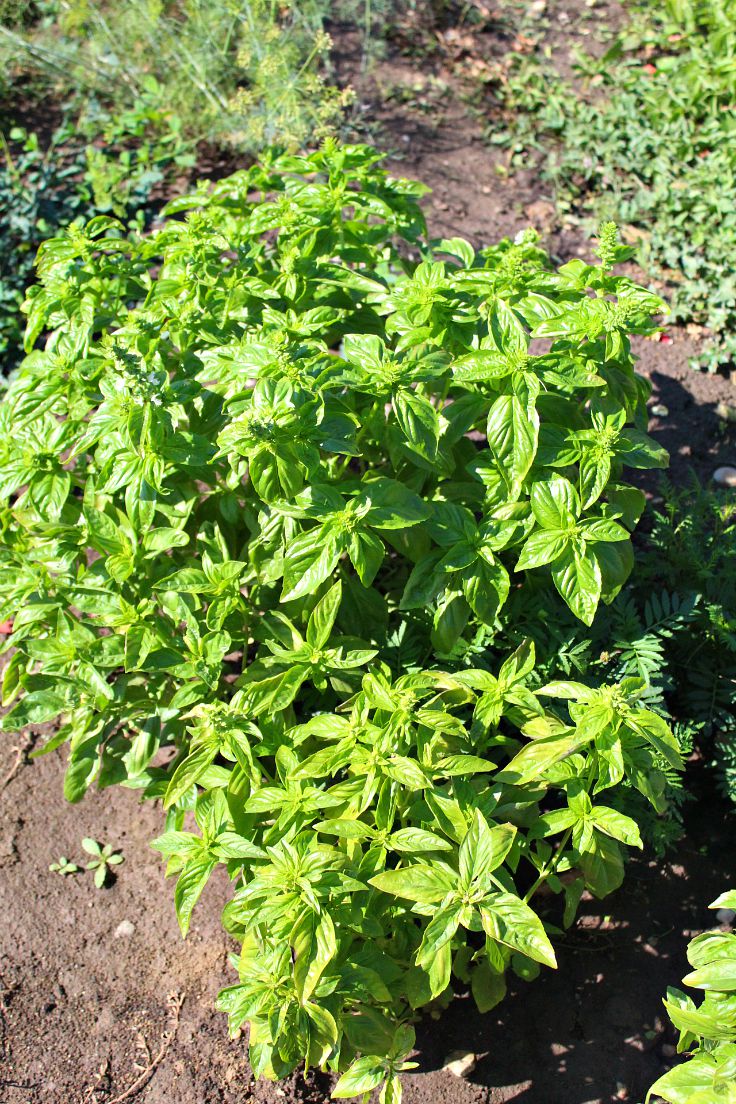 How to harvest fresh basil