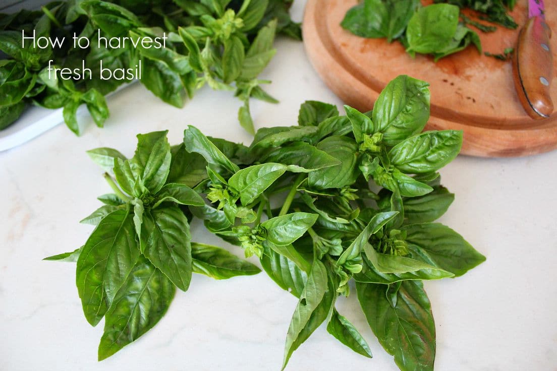 How to harvest fresh basil
