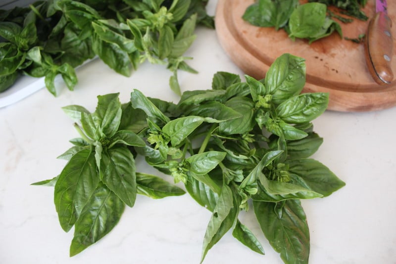 How to store basil in winter