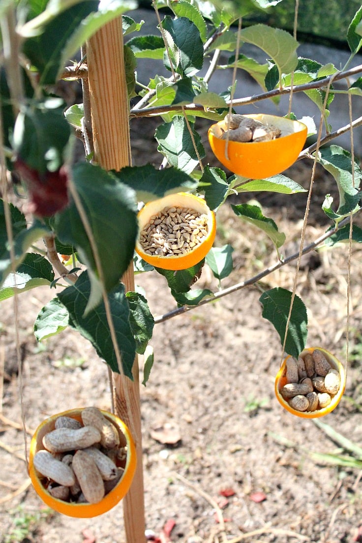 Crazy easy DIY Orange bird feeders