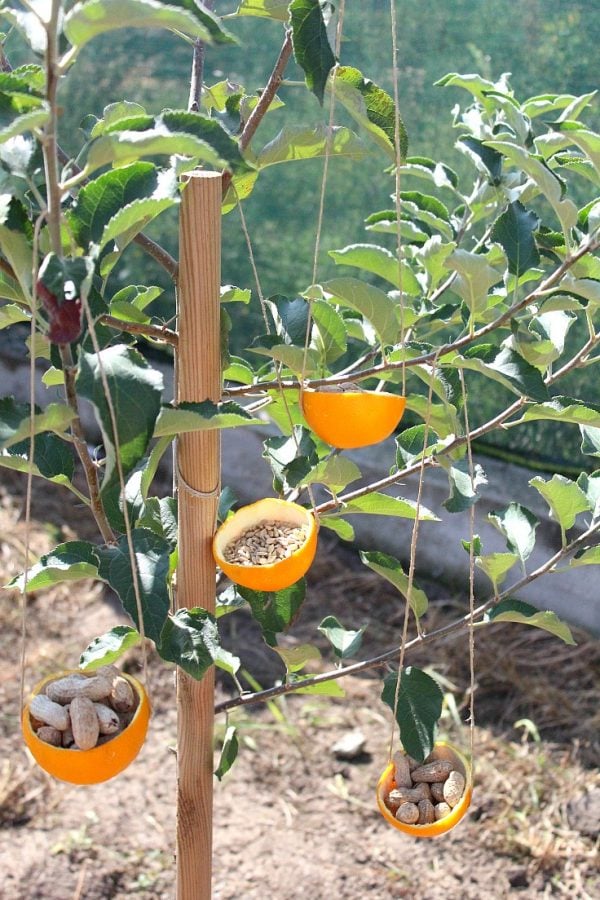 Orange Bird Feeder Easy And Cheap Recycled Craft