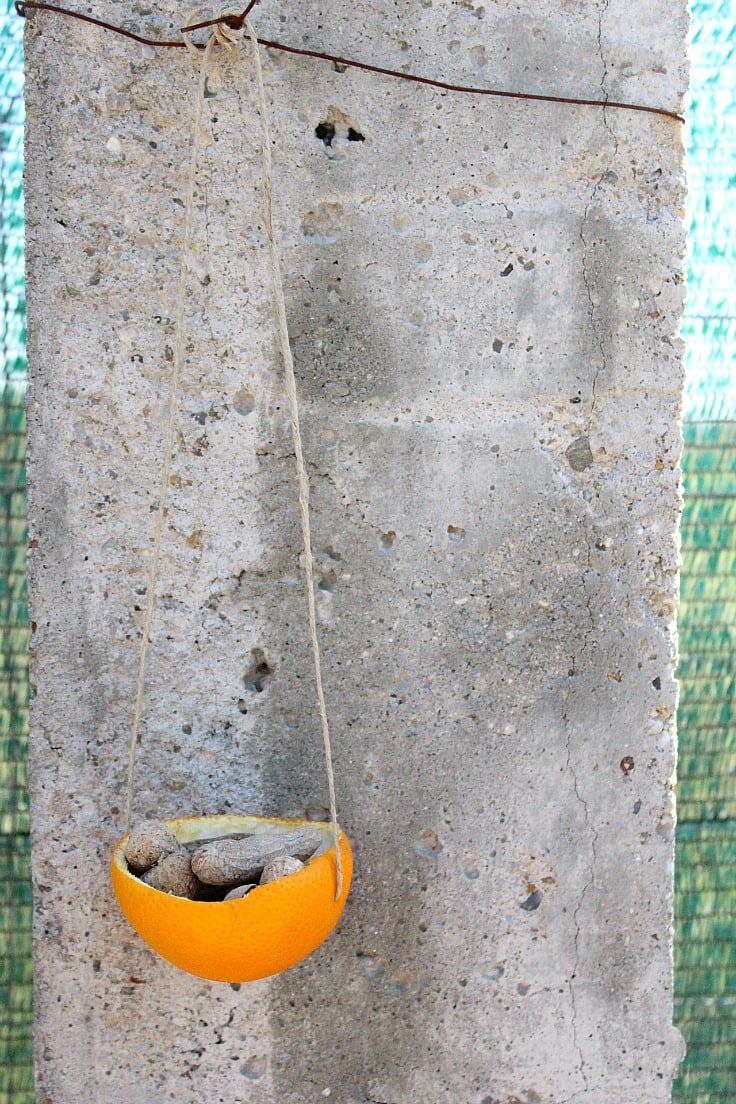 Orange peel bird feeder