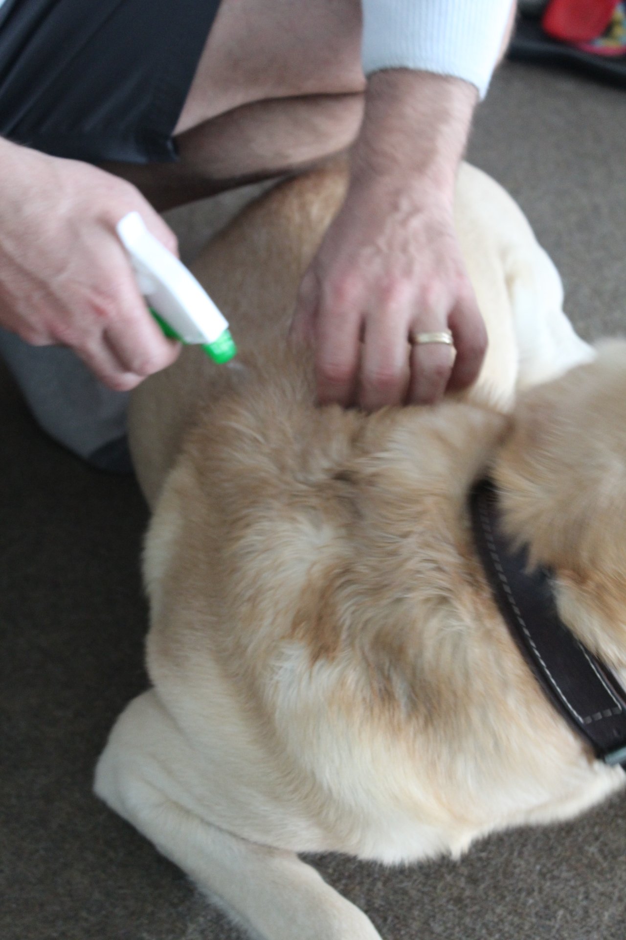 How to get rid of fleas on dogs