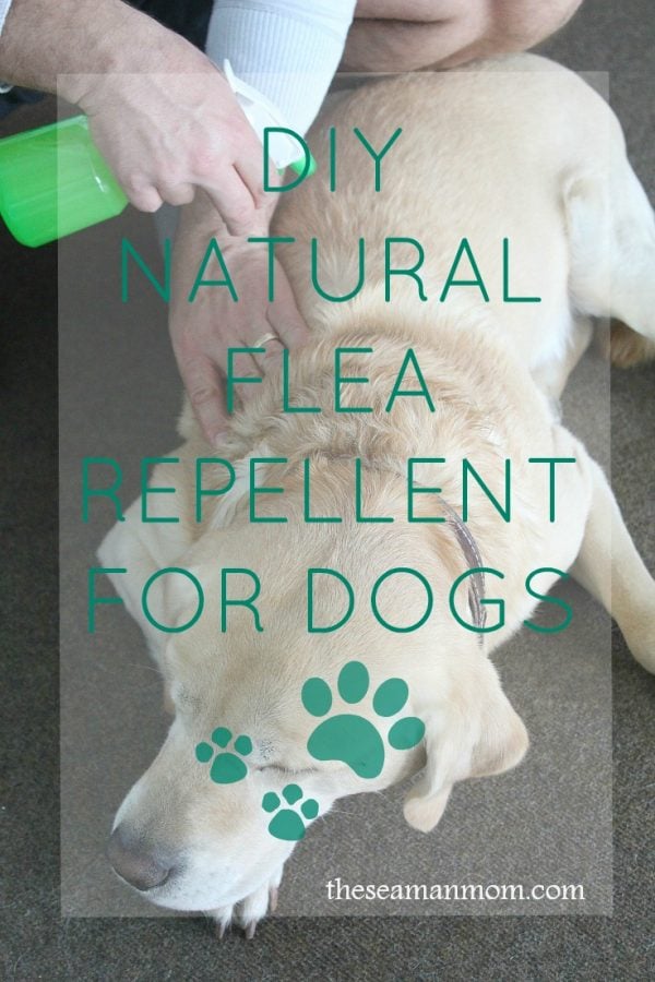 Natural Flea Killer For Dogs With Simple, Inexpensive Household Items