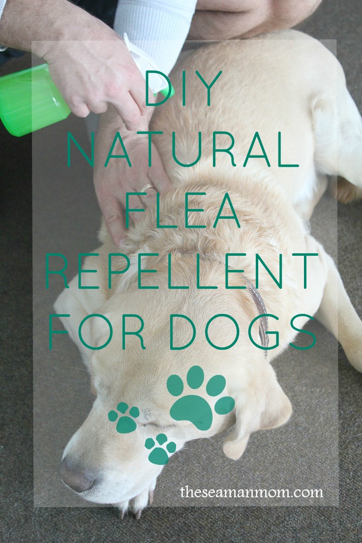 Homemade flea outlet collar for dogs