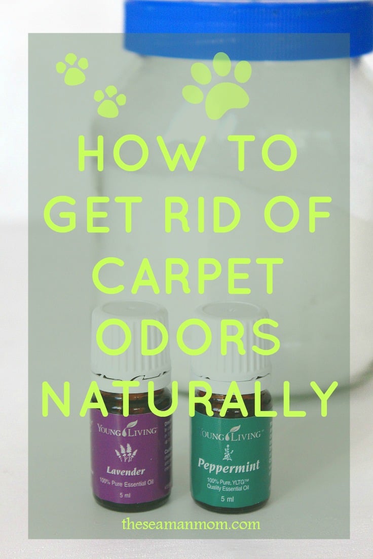 Remove smell from carpet