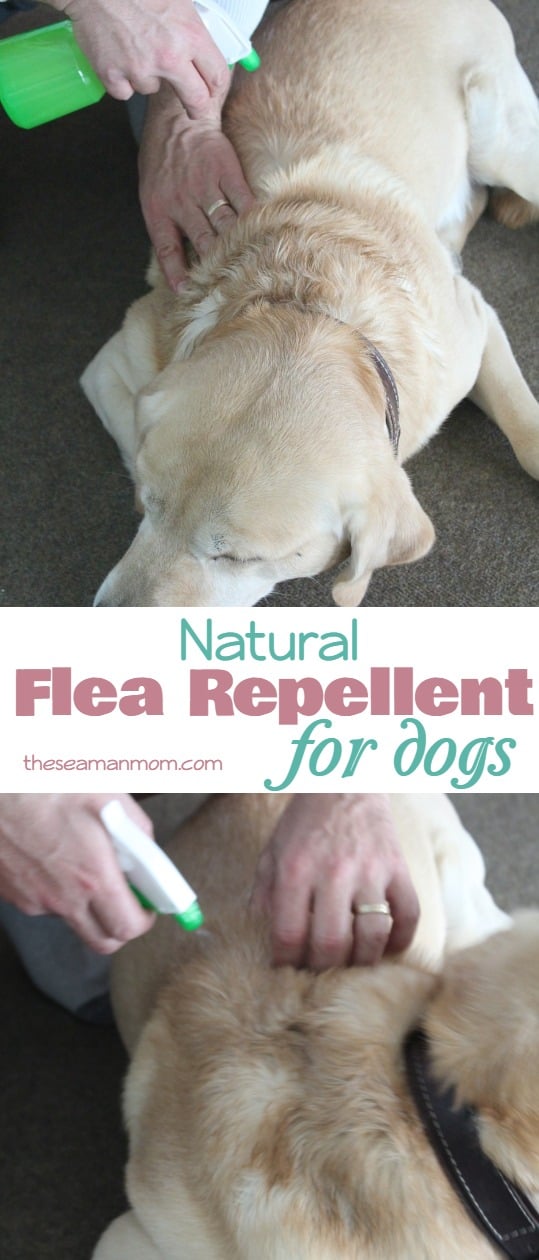 Natural flea repellent for dogs