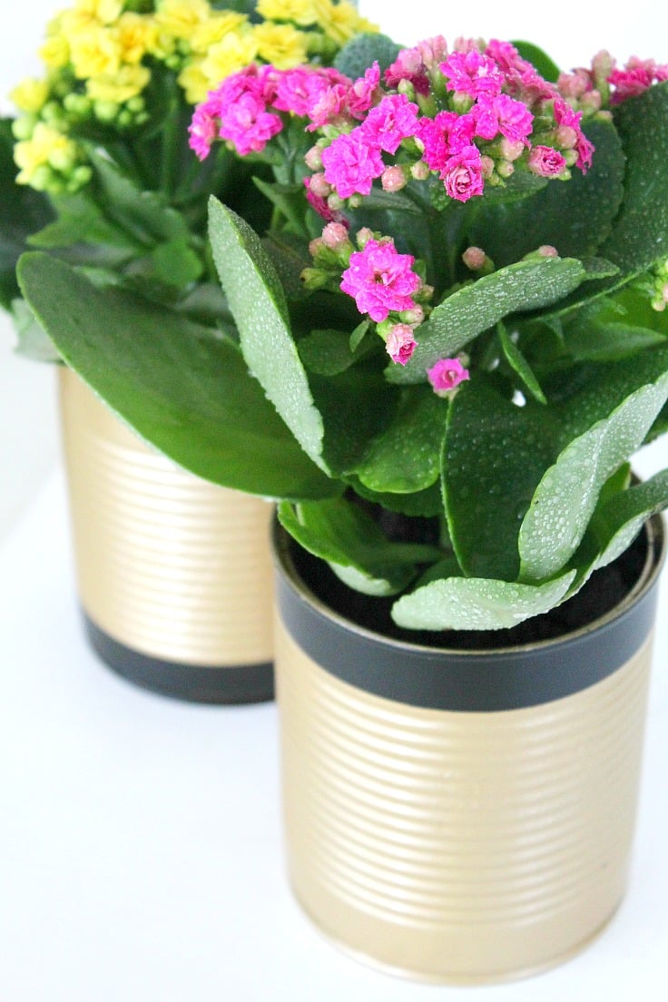 Tin can flower pots