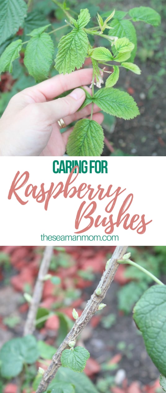 Caring for raspberry bushes 