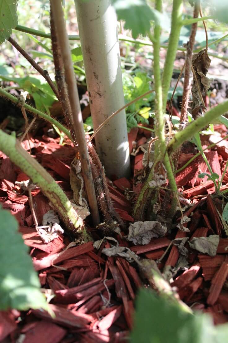 Caring For Raspberry Bushes Summer Bearer Variety