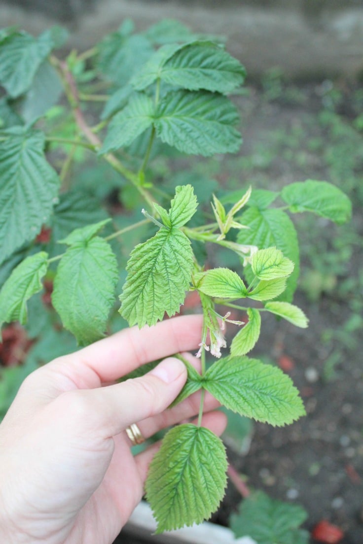 caring for raspberry bushes
