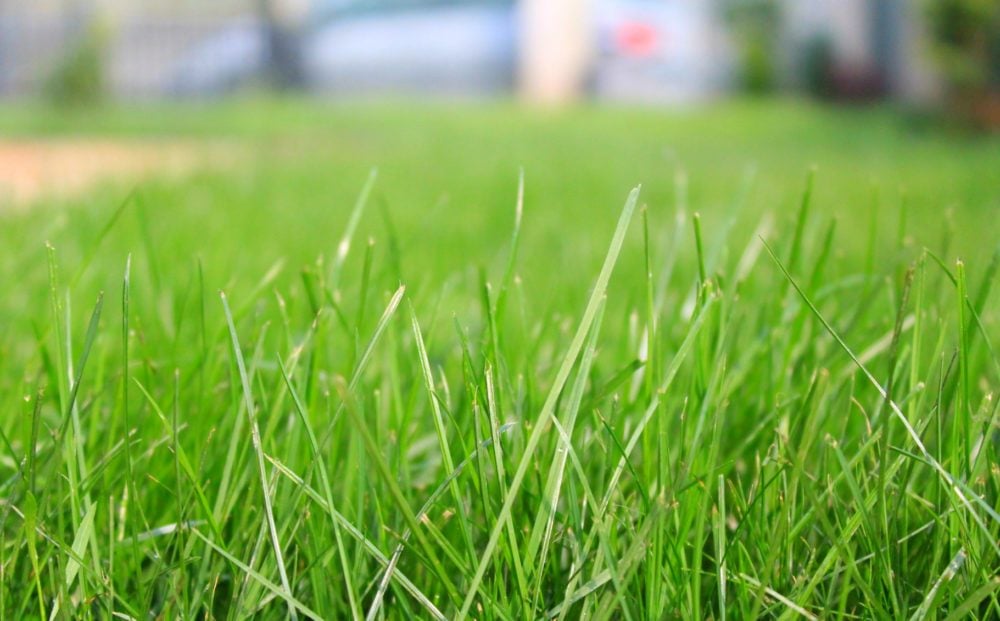 preparing soil for grass seed