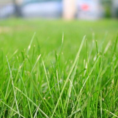 How to prepare soil for grass seed