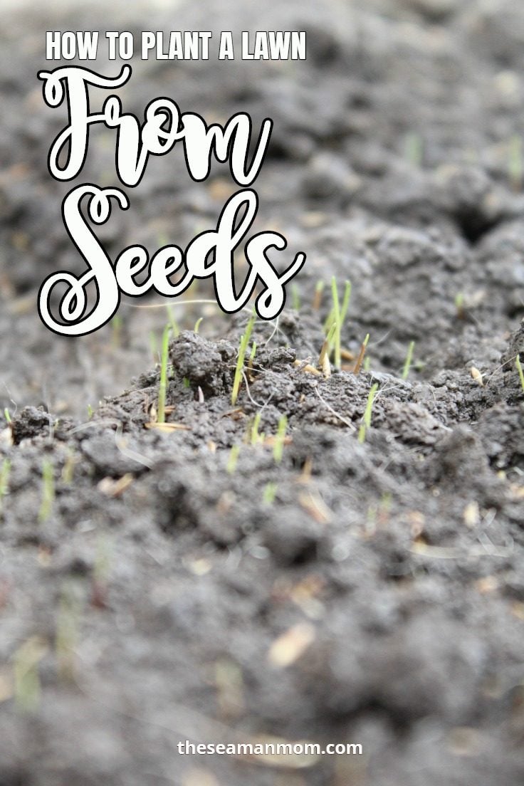 Tips for growing grass from seed