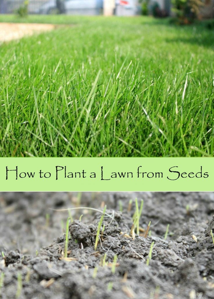 How to plant a lawn from seeds