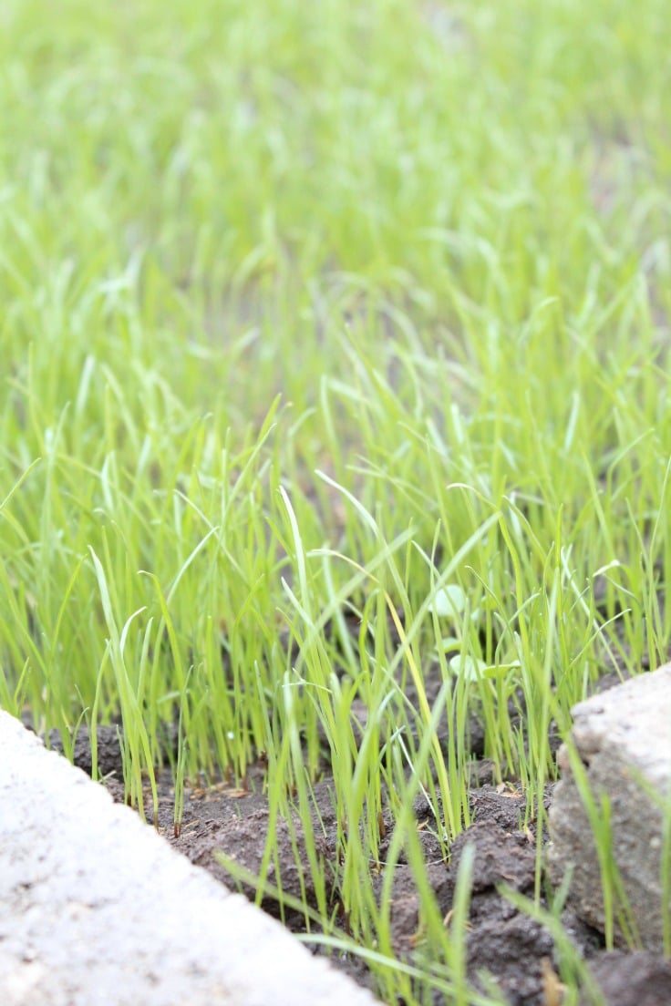 Planting a lawn