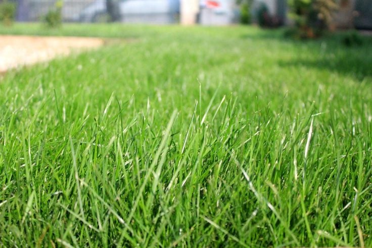 Planting grass seed