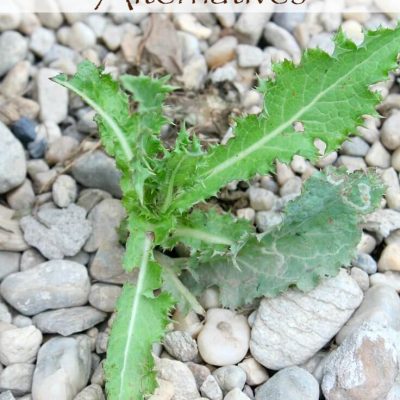 Vinegar Weed Killer, Affordable & Eco-Friendly Herbicide Alternative