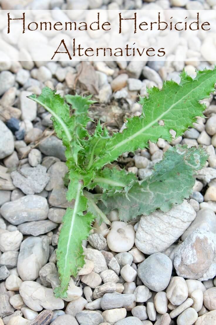 Image of weed about to be sprayed with a vinegar weed killer solution