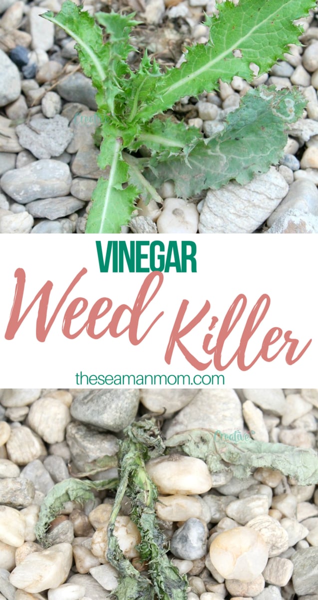Vinegar weed killer