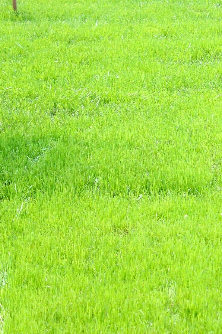 How to care for a new lawn