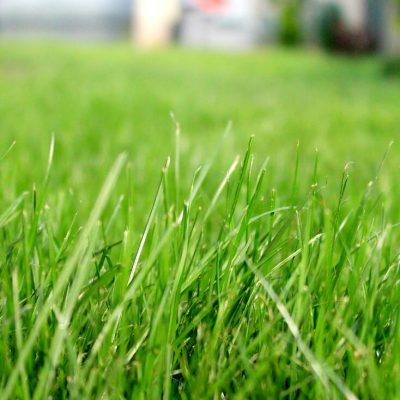 How to Care For A New Lawn