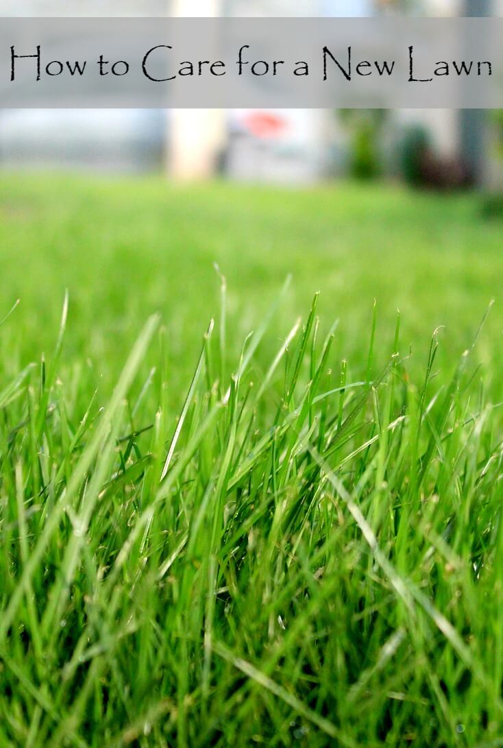 How to care for a new lawn
