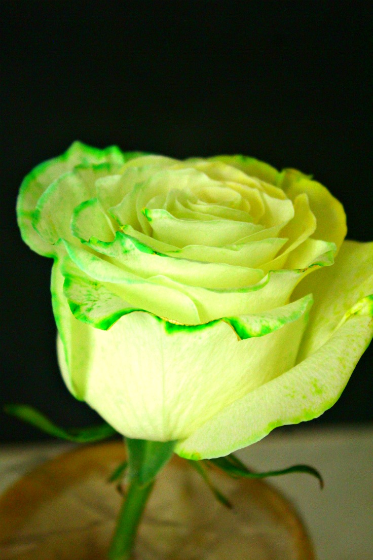 How To Dye Roses At Home Easy Peasy DIY With Food Coloring