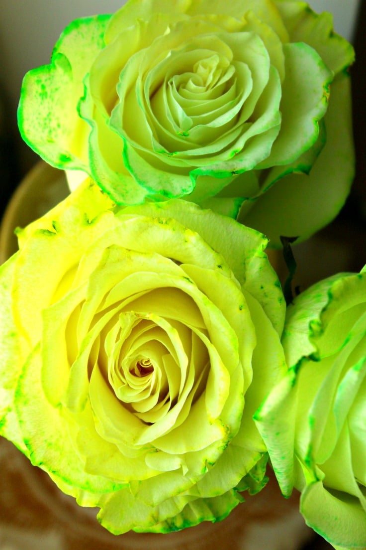 Image of multi coloured roses