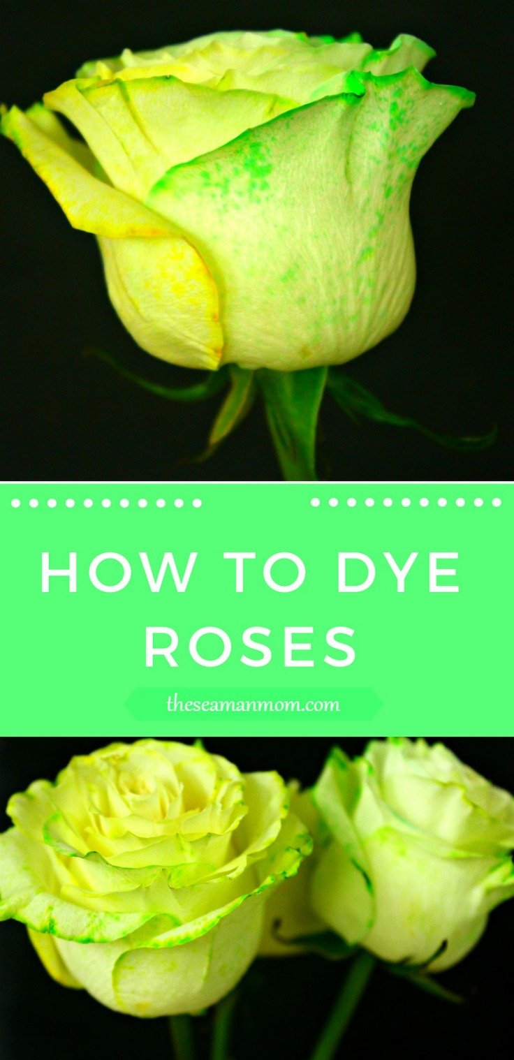 How To Dye Roses At Home Easy Peasy DIY With Food Coloring