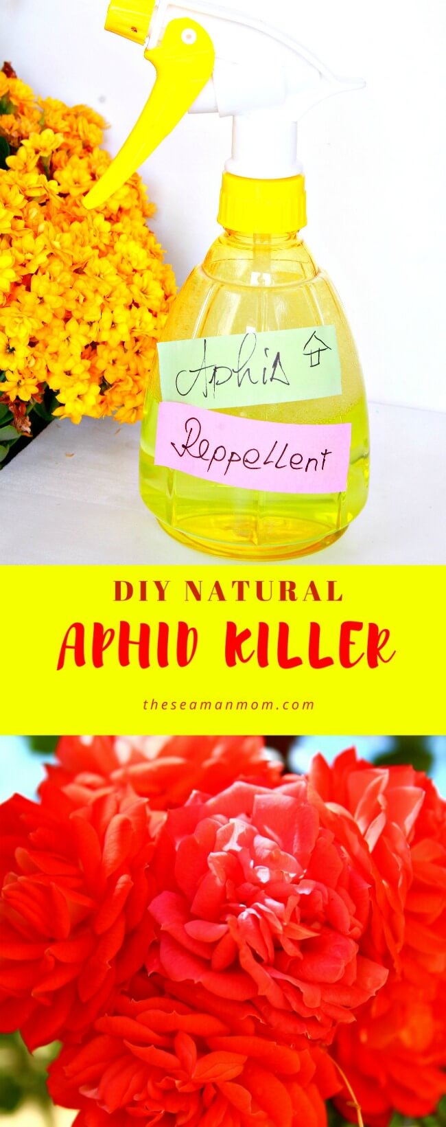 DIY Aphid Repellent