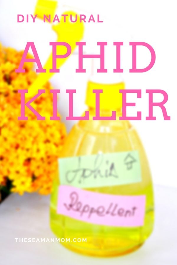 Easy Homemade Aphid Spray That Works! Easy Peasy Creative Ideas