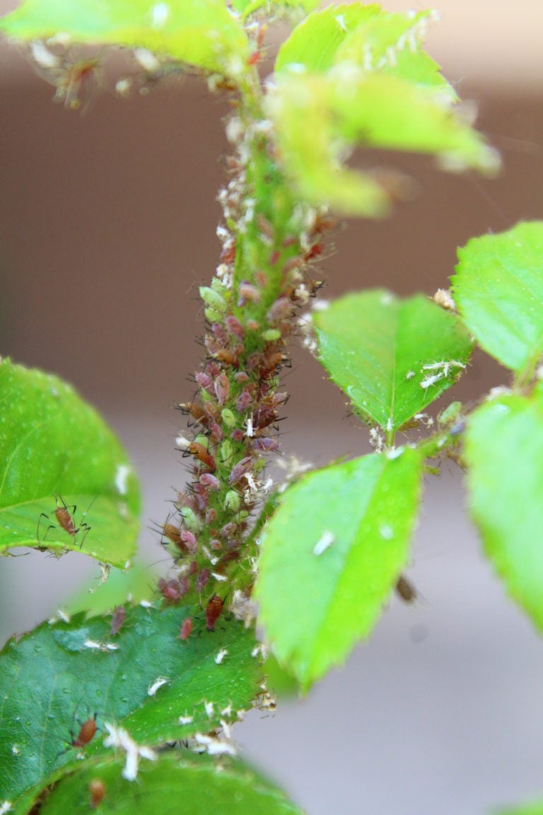 Easy Homemade Aphid Spray That Works! - Easy Peasy Creative Ideas