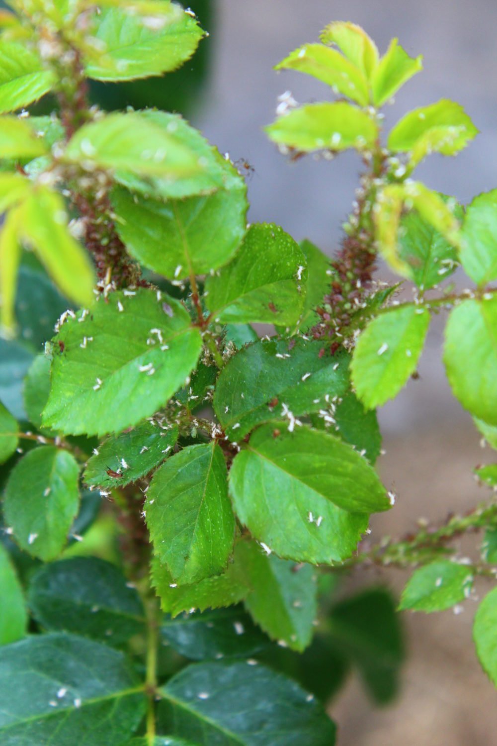 gettign rid of aphids