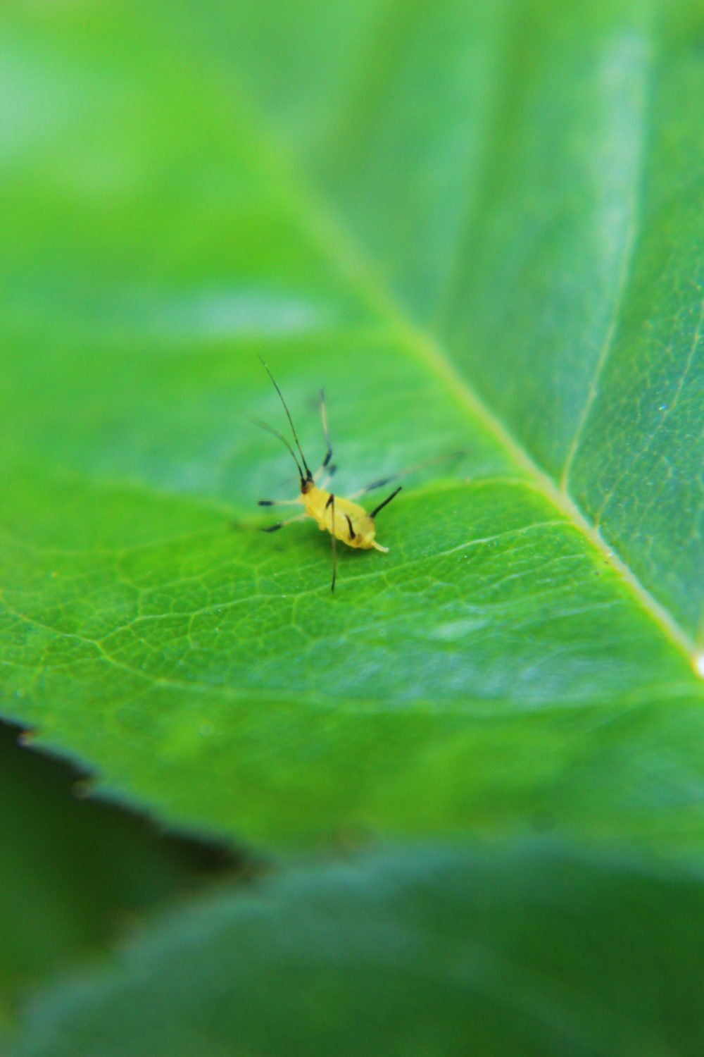 orgnic aphid control