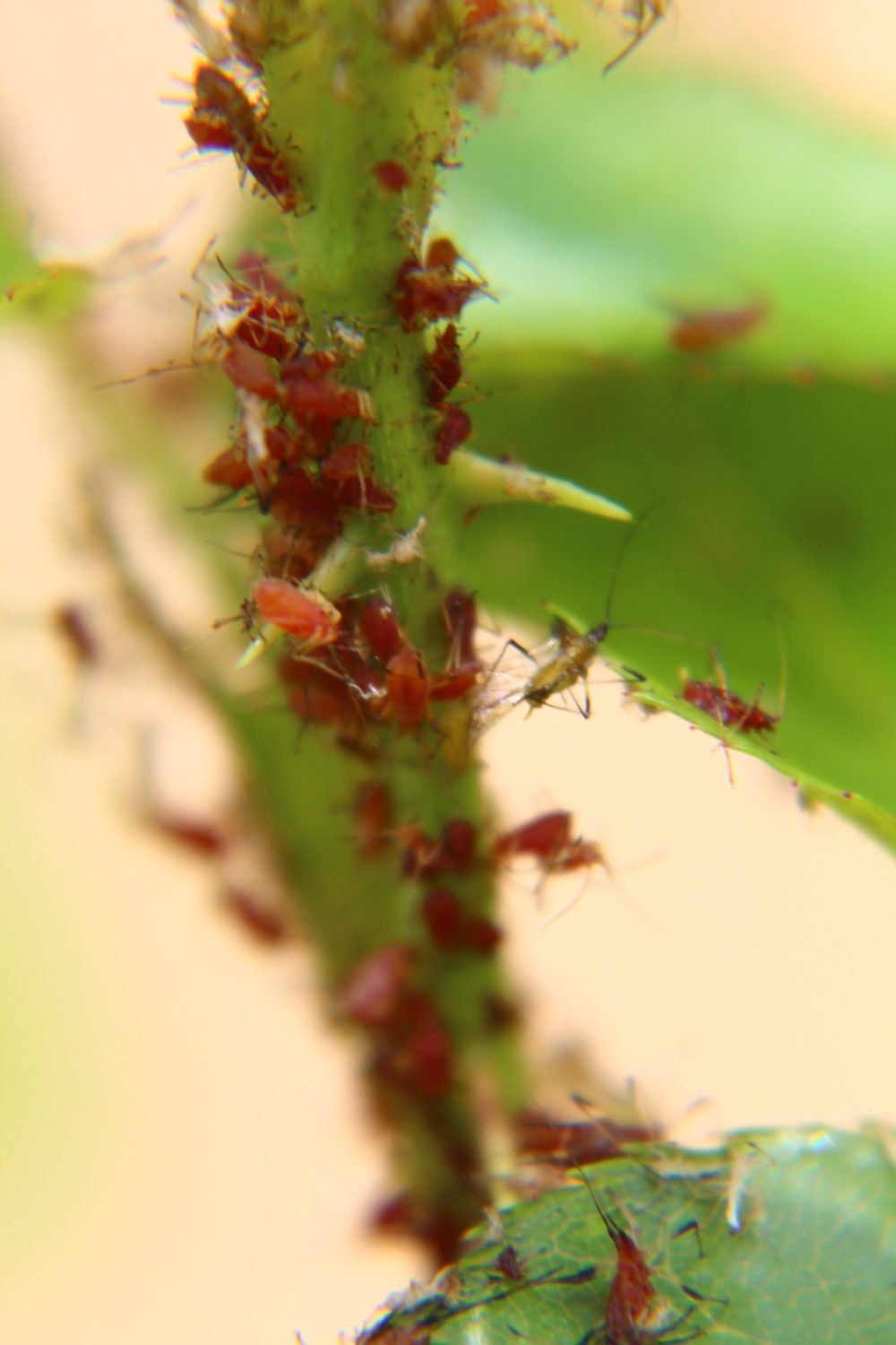 Dead aphids after applying the aphid killer