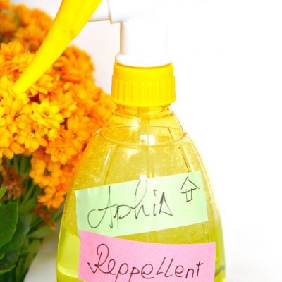 Homemade Aphid Spray! An Incredibly Easy Method That Works For All