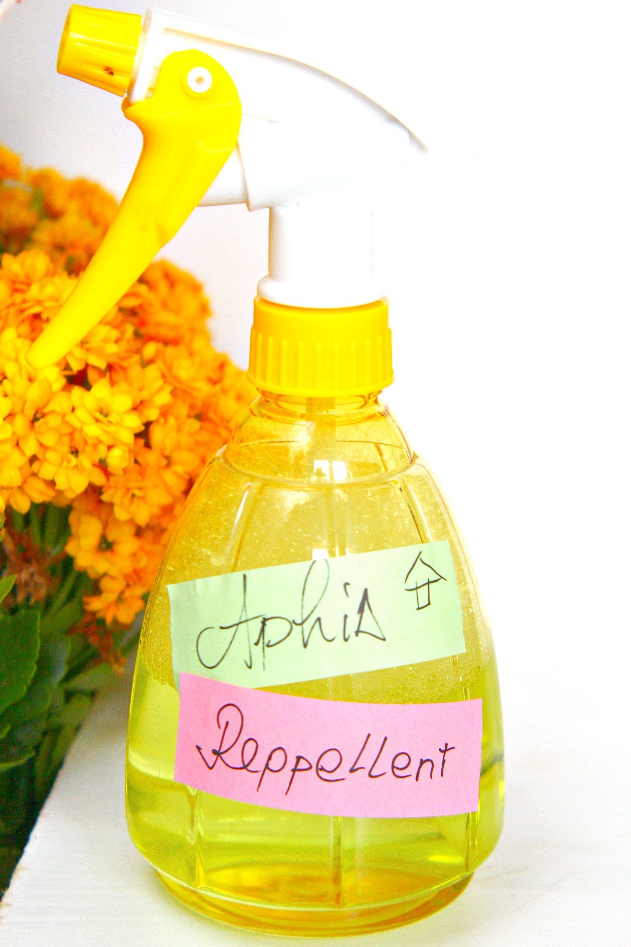 Easy Homemade Aphid Spray That Works