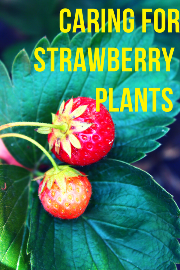 Strawberry Plant Care Easy Tips For The Ultimate Beginner Gardener