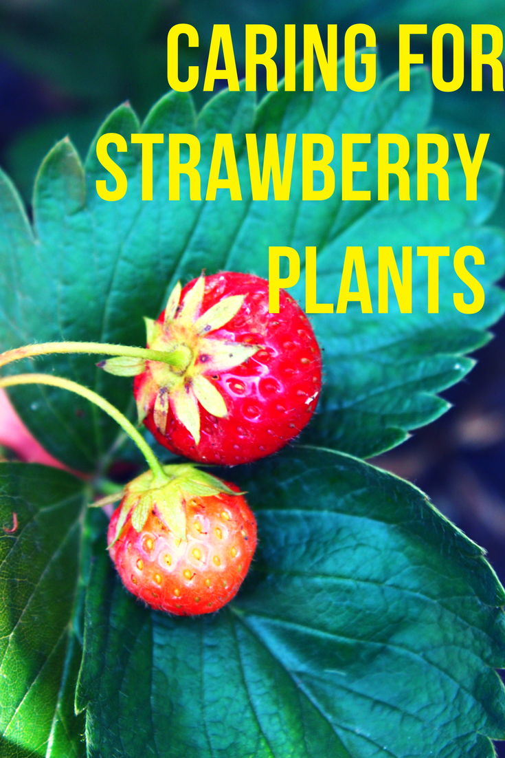 Strawberry plant care tips