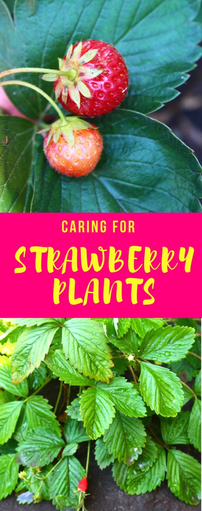 growing strawberry plants