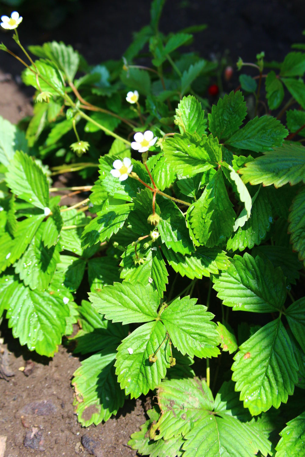 how to care for strawberries