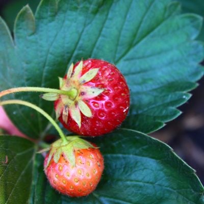 Tips For Strawberry Plant Care